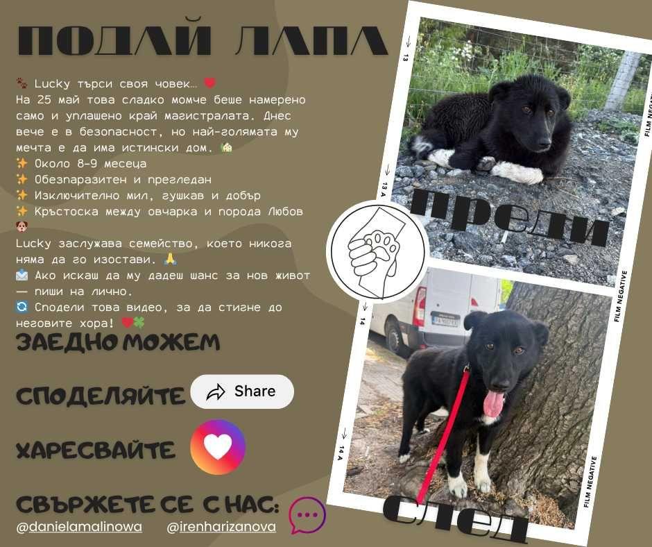 Lucky търси любящо семейство