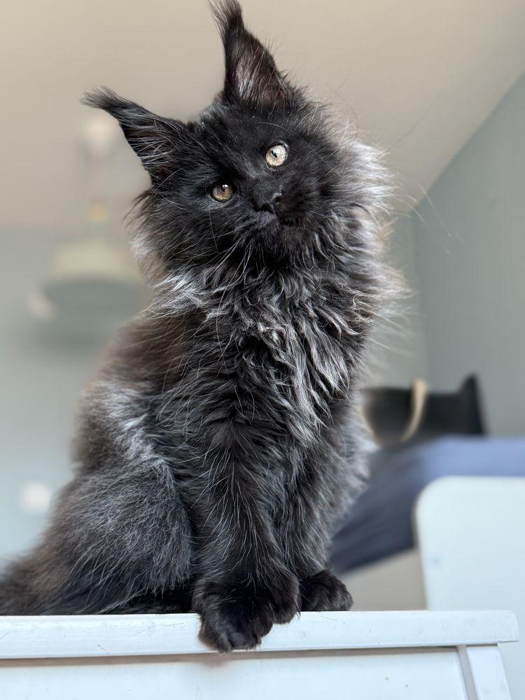 Мейн кун котенца / Мейн куун котенца / Maine coon kittens