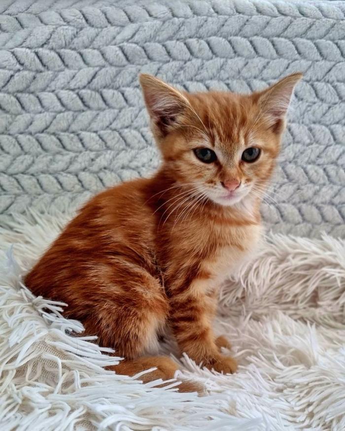 Коте  търси осиновители!