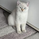 Британски котенца — снимка 1
