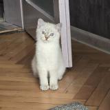 Британски котенца — снимка 2