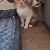 Подарявам котенца — снимка 2
