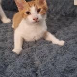 Подарявам котенца — снимка 3